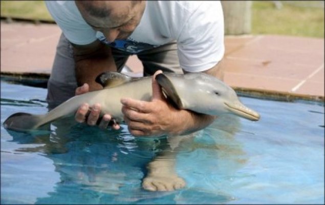 Puiul de delfin eşuat pe plaja din Faleză Nord a murit